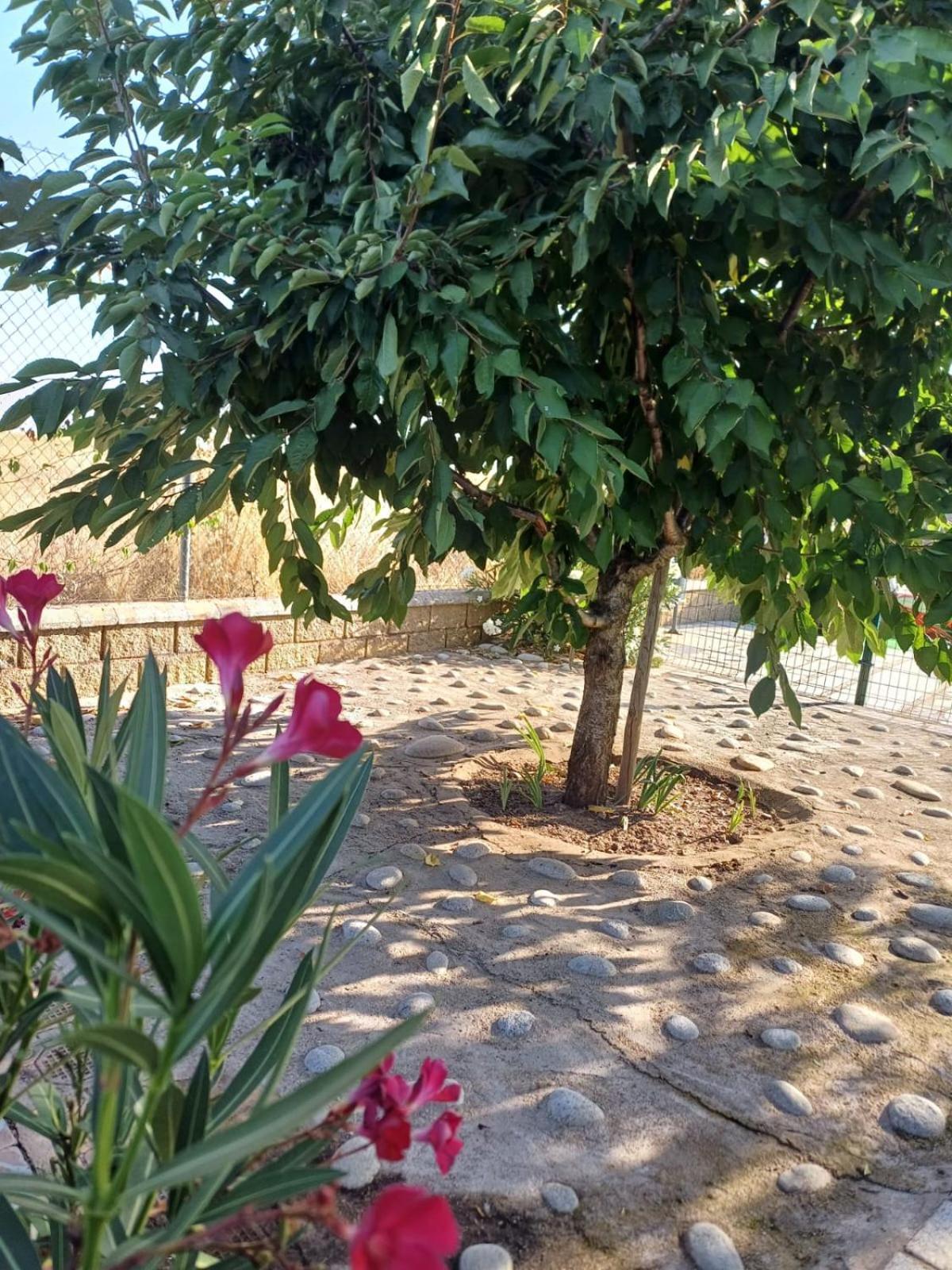 Villa El Almendro Del Cura à Villarmayor  Extérieur photo